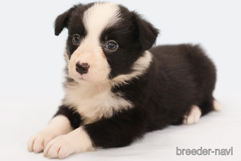 成約済の神奈川県のボーダーコリー-249534の2枚目